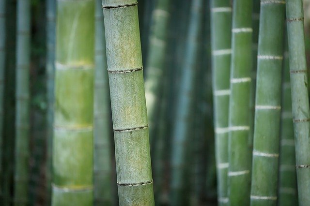 bamboo-g37c25f431_640.jpg